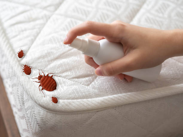 Best Flea Control Services  in Edwardsville, KS